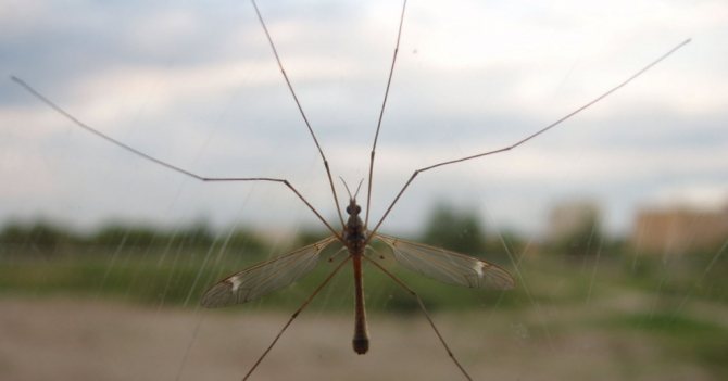 голям комар е опасен