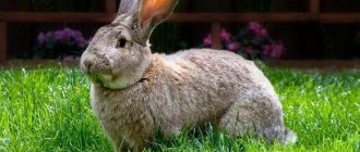 big rabbit in the grass