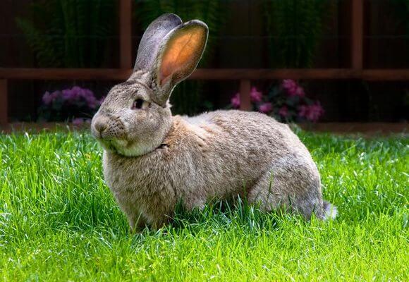 big rabbit in the grass