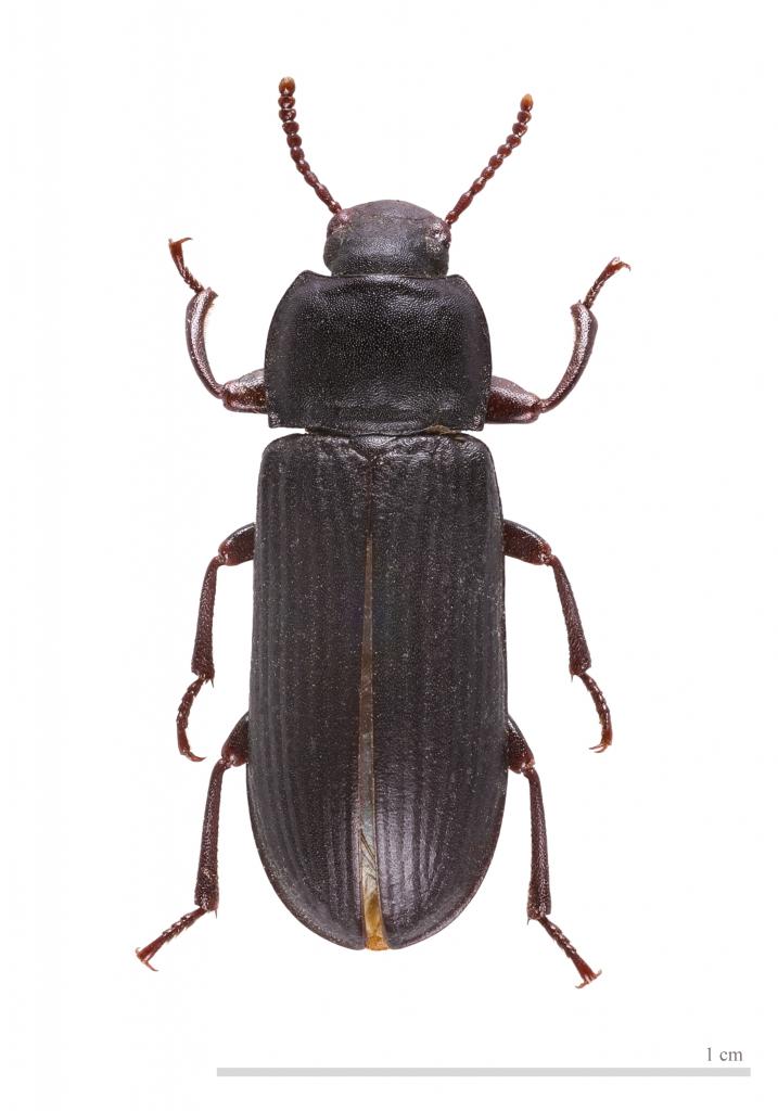 Kumbang tepung besar
