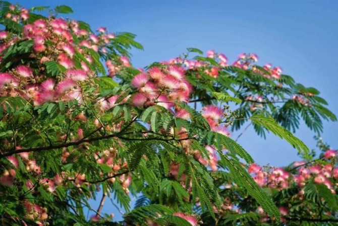 A great work on the adaptation of Albizia julibrissin to the conditions of climatic zone 7 was carried out by the famous scientist Rusanov