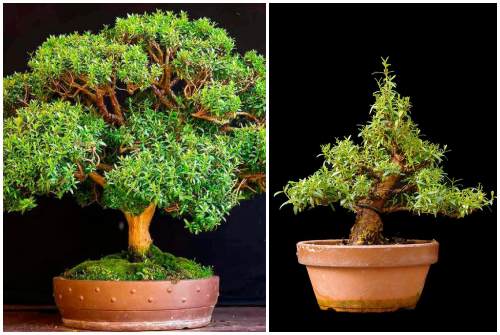 myrtle bonsai