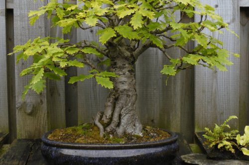 Bonsai acorn oak