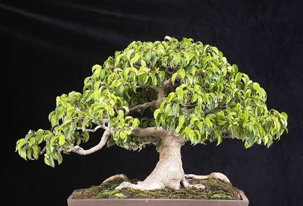Bonsai - Ficus Benjamin
