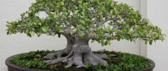 Bonsai: the art of growing and caring for the home