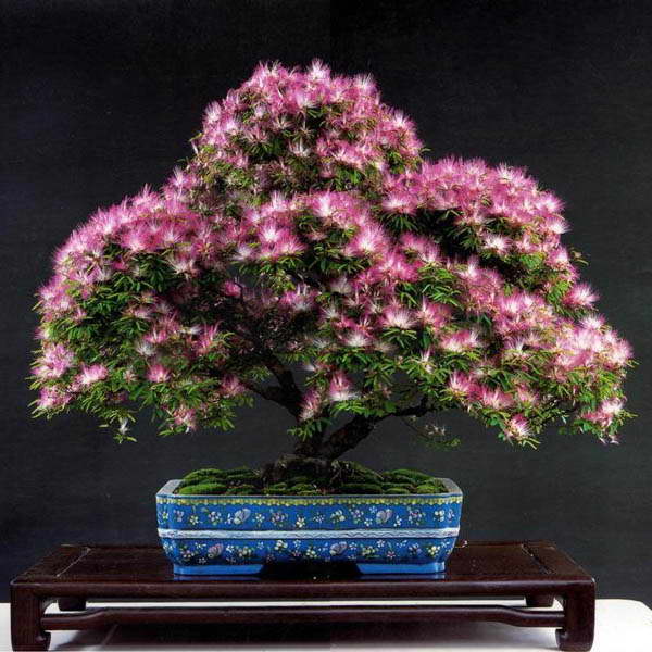 Bonsai din albicia fotografie