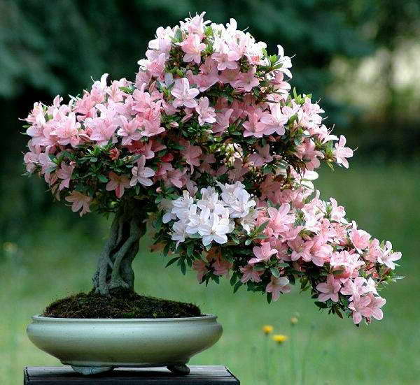 Azalea bonsai kung paano bumuo ng isang larawan
