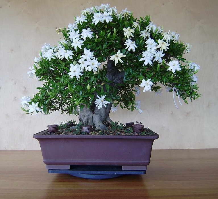 Larawan ng Gardenia bonsai