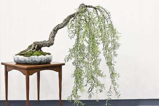 do-it-yourself willow bonsai, larawan
