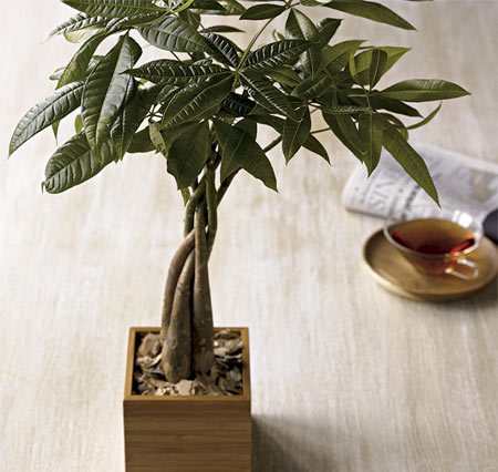 Pachira bonsai