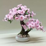 bonsaï sakura