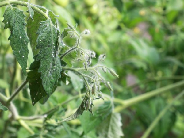 Slåss med vitfluga på tomater i ett växthus