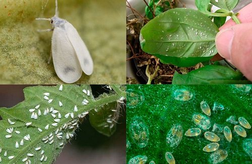 whitefly control
