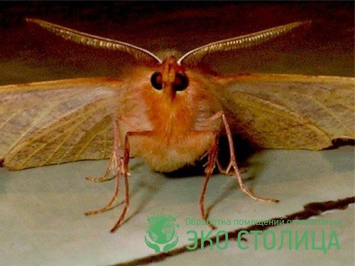 moth control