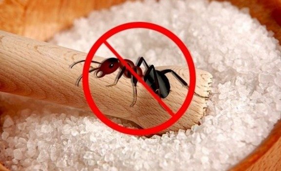 Борба с мравки