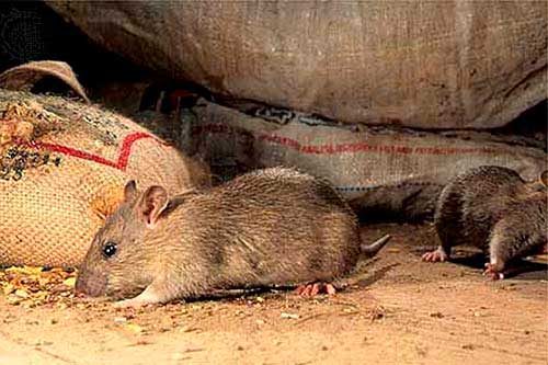 Mäuse mit Volksheilmitteln bekämpfen