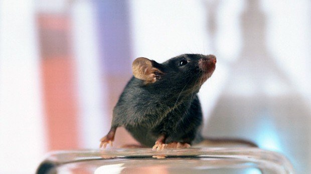 Lupta împotriva regulilor și secretelor șoarecilor