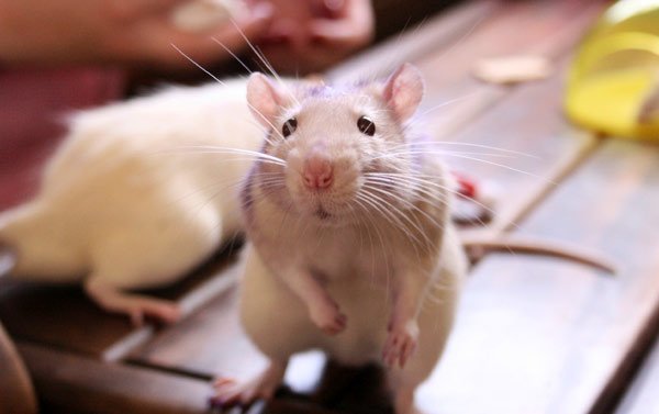 Pravidla a tajemství boje proti myším