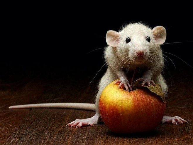 Pravidla a tajemství boje proti myším
