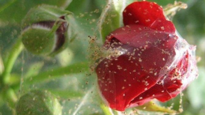 Nakikipaglaban sa mga spider mite sa isang rosas na may mga kemikal at katutubong remedyo