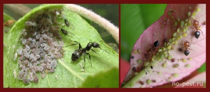 Fighting aphids and ants in the garden