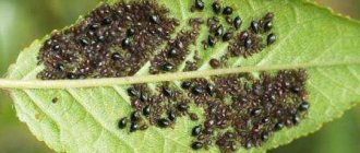 Fighting aphids on fruit trees - effective methods