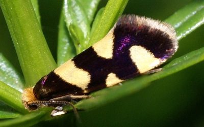 Pest control ng berry bushes Currant moth