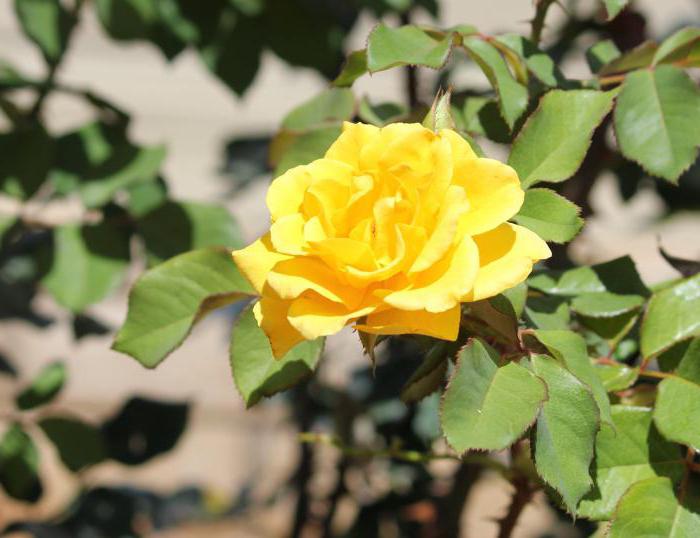border rose reproduction