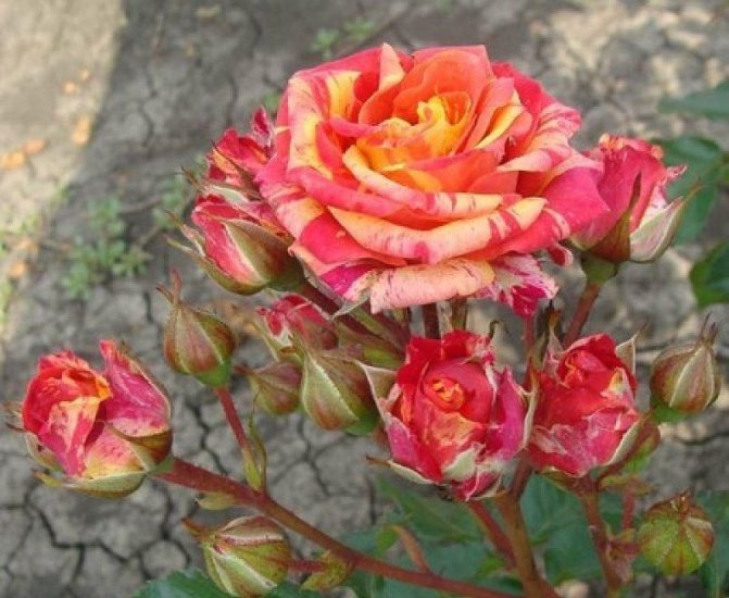 الورود الحدود الطازجة الوردي