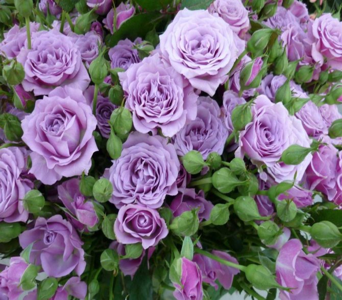 border rosas Lavender Meillandina