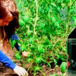 Борна киселина - използвайте за растения, като тор в градината и градината
