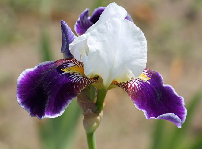 Iris cu barbă