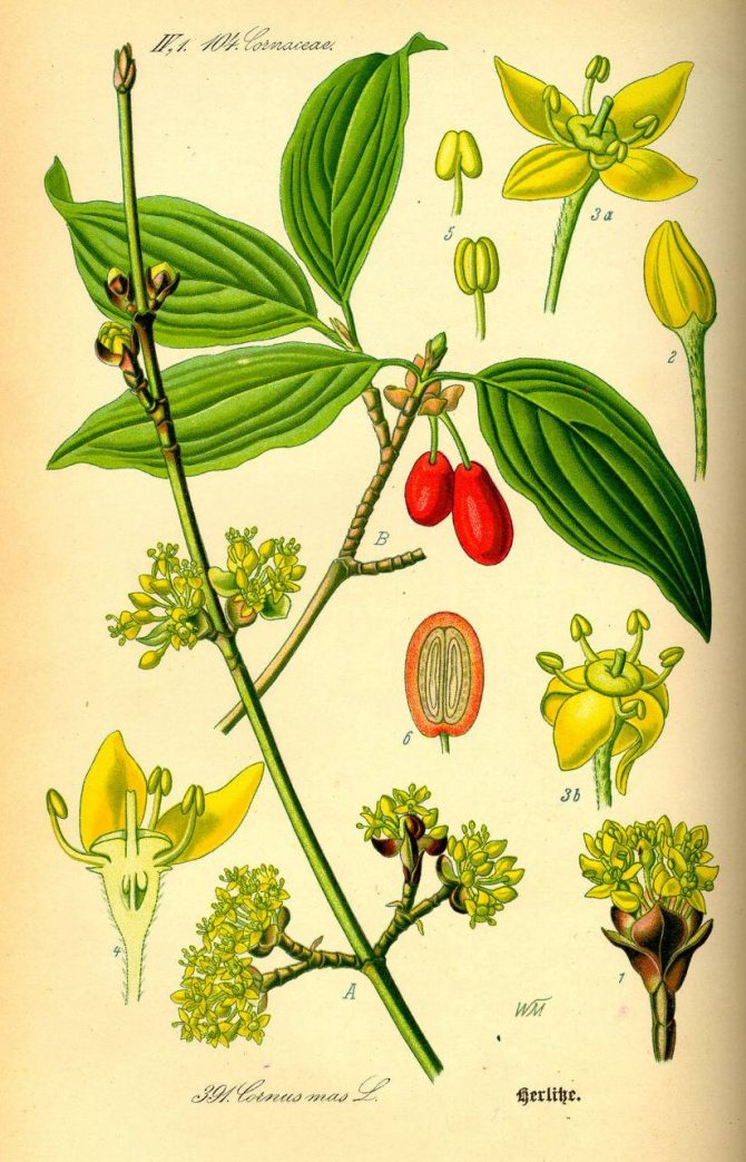 Descriere botanică