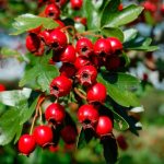 Hawthorn with sugar for the winter without cooking