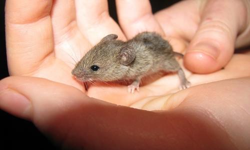 Är råttor rädda för blekmedel