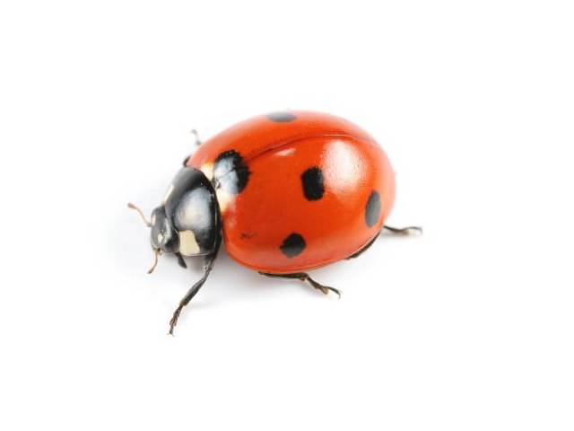 Ladybug hitam dengan titik merah