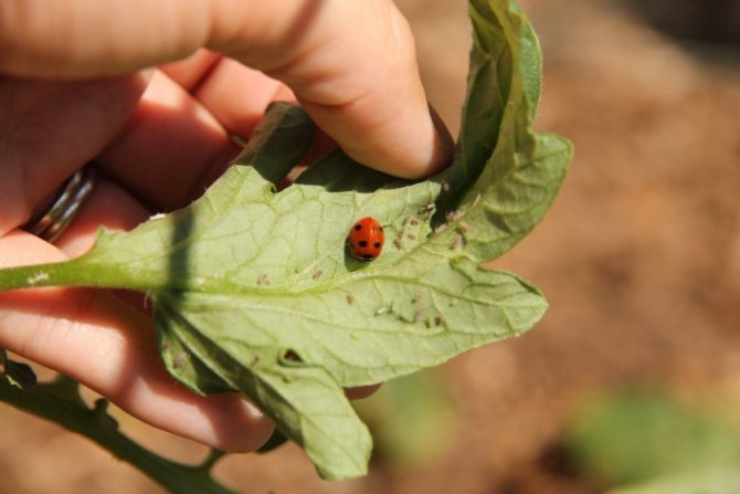 Ladybug untuk kawalan kutu daun