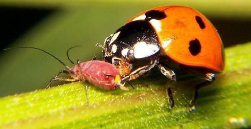 ladybug pinakamahusay na aphid hunter