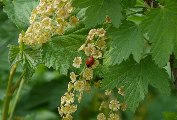 Ladybug on a flowering currant