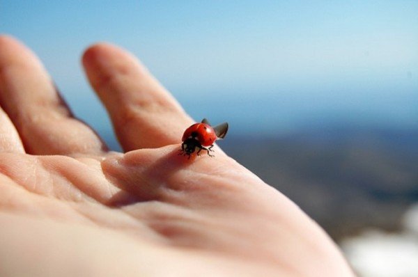 Ladybug in the palm