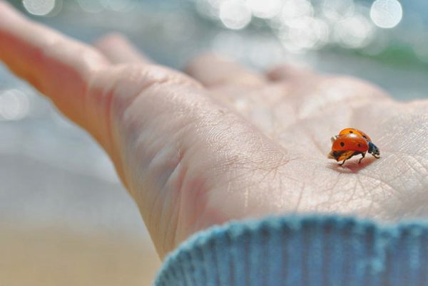 Ladybug on a man's hand