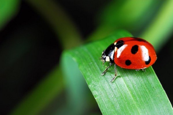 Ladybug di atas sebilah rumput