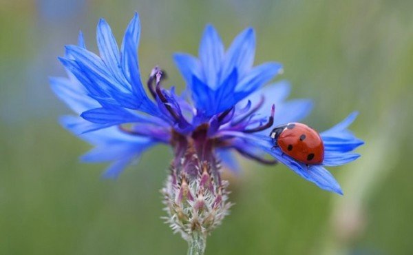Ladybug on cornflower