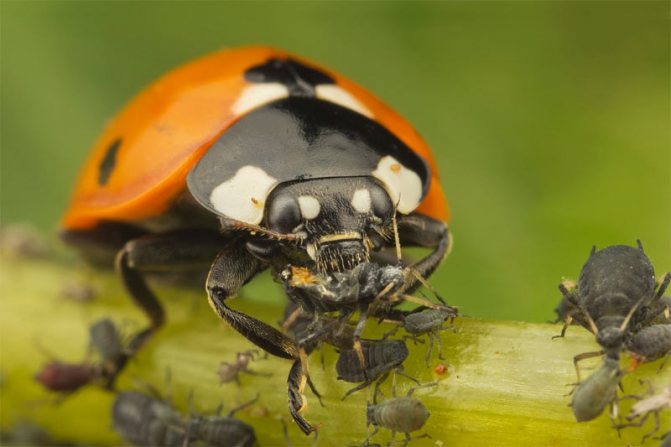 ladybug terhadap kutu daun