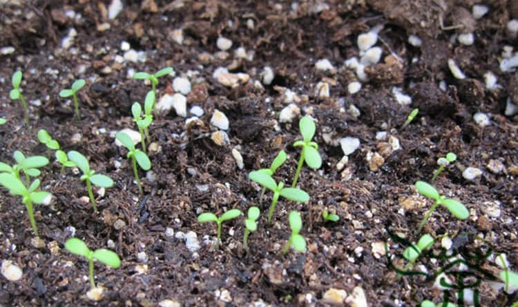 Brachikoma-Anbau aus Samen Pflanzung und Pflege Fotosorten und Beschreibung