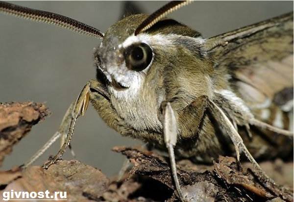 Insecte-molie-fluture-stil-de-viata-si-habitat-7