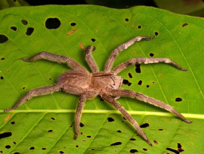 Brasiliansk vandrande spindel bland de mest giftiga arachnidsna på jorden