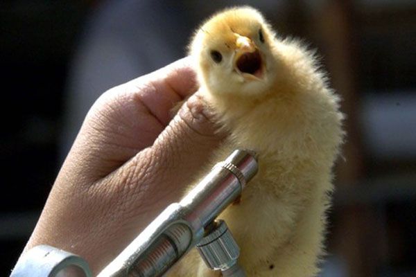 Det räcker att vaccinera slaktkycklingar en gång från den tionde dagen i livet.