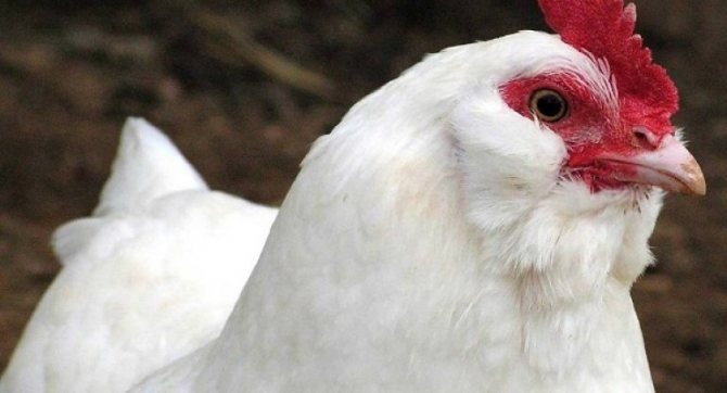 Broilers Cobb-500 description characteristics and growing at home