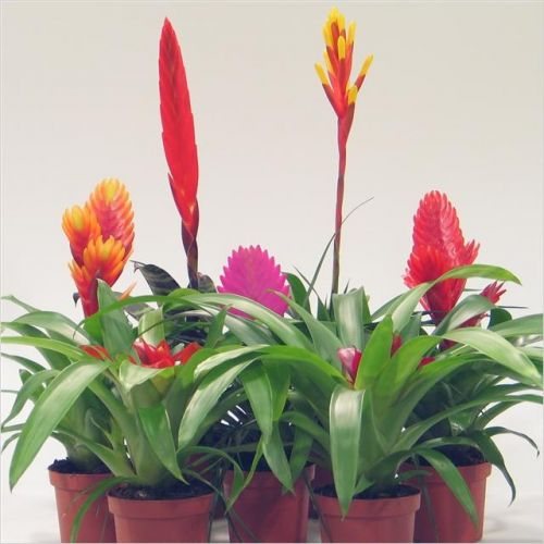 Bromeliad from the store